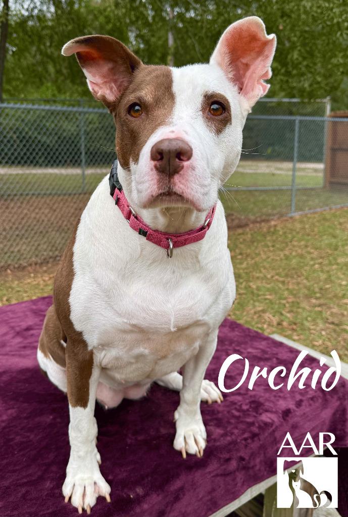 Orchid, Adoptable, Adult Female Staffordshire Bull Terrier.