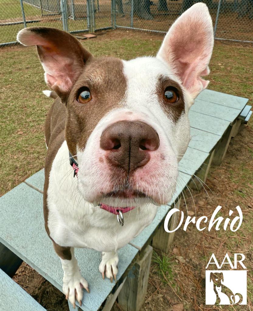 Enlarge Orchid, a Adoptable mixed breed in Magnolia, TX image 4/6