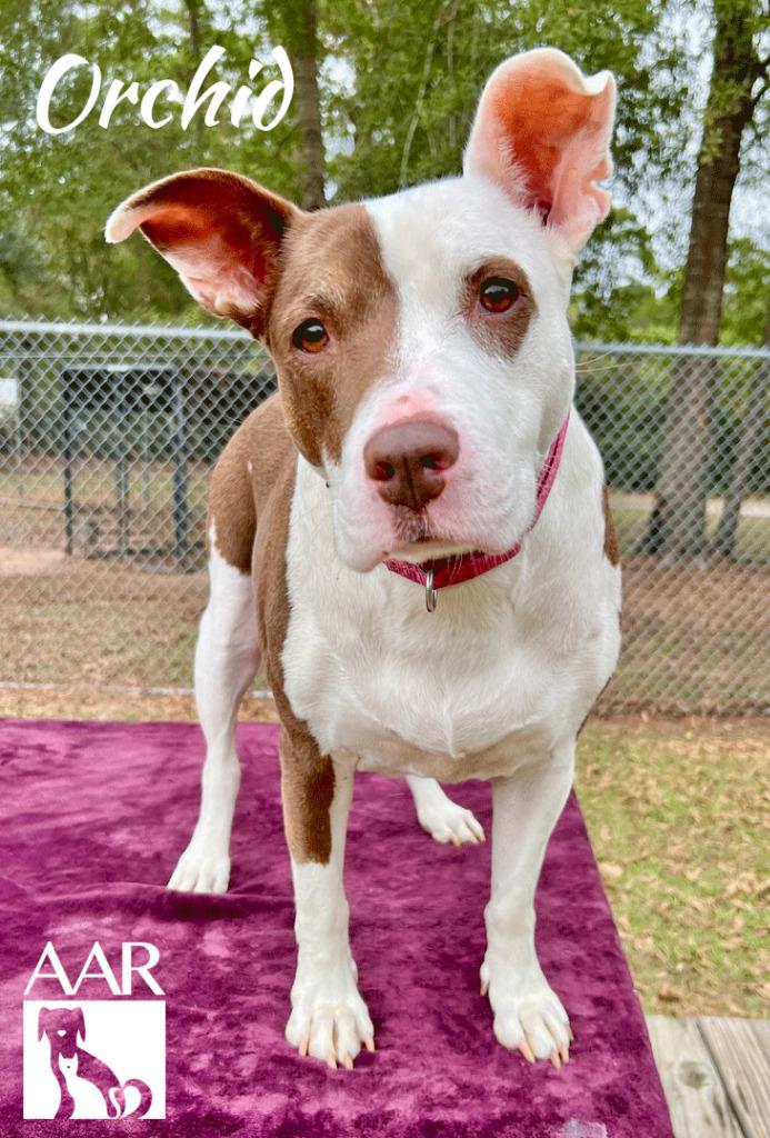 Enlarge Orchid, a Adoptable mixed breed in Magnolia, TX image 5/6