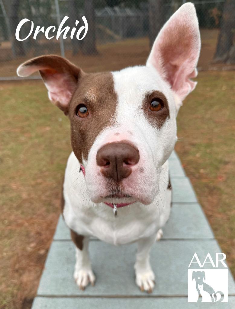 Enlarge Orchid, a Adoptable mixed breed in Magnolia, TX image 6/6