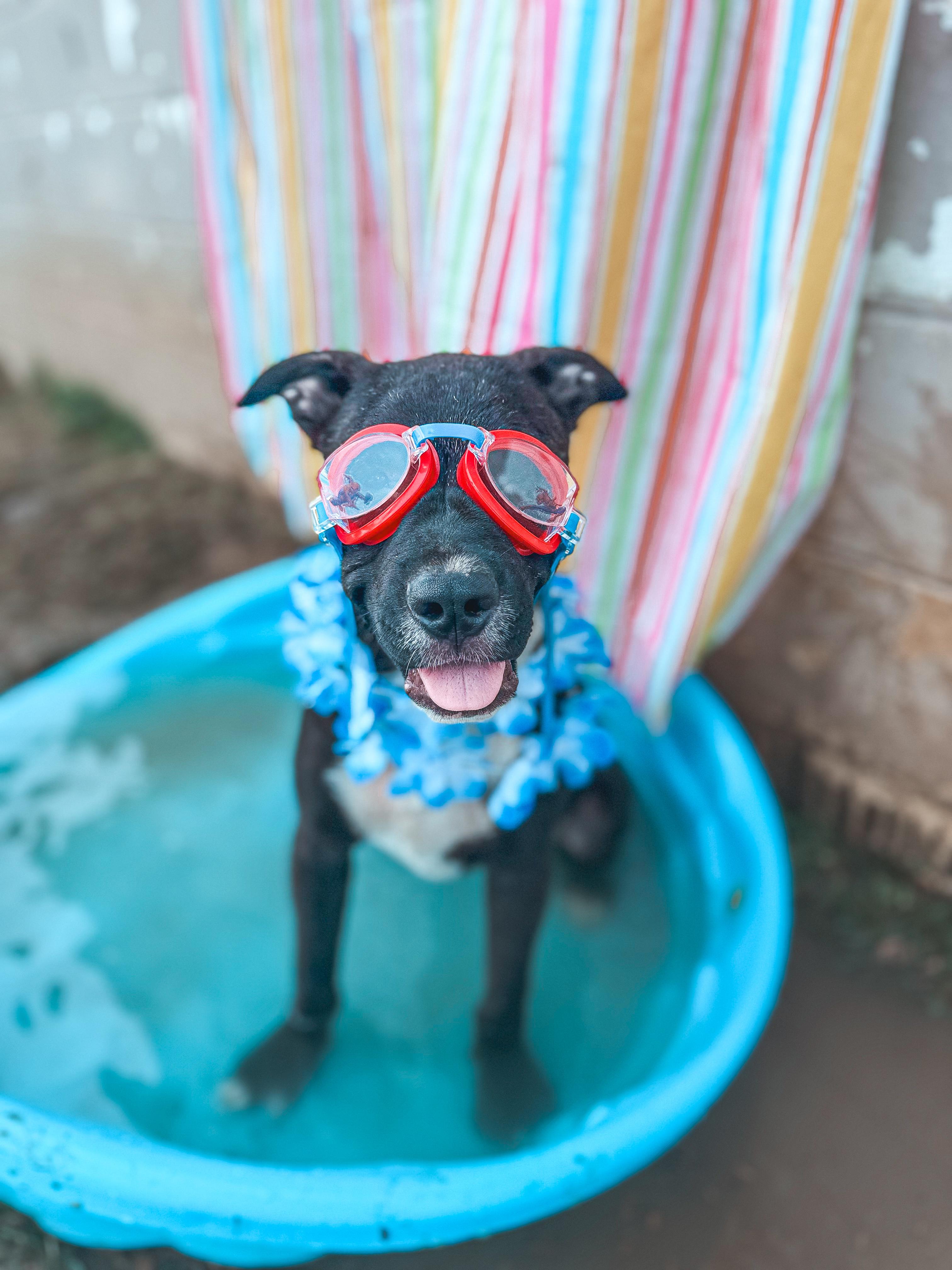 Enlarge Eddy, a Adoptable mixed breed in Warner, NH image 1/6