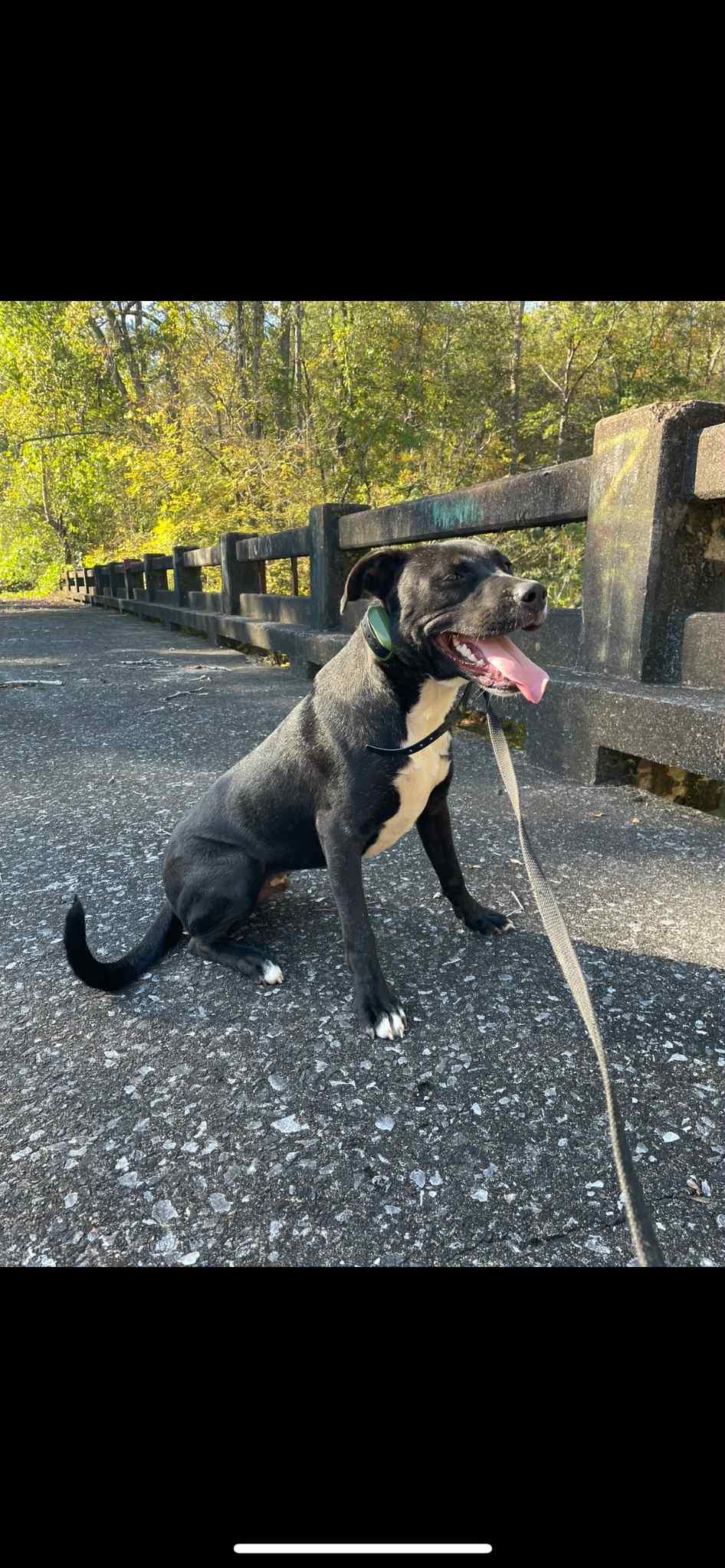 Enlarge Eddy, a Adoptable mixed breed in Warner, NH image 2/6