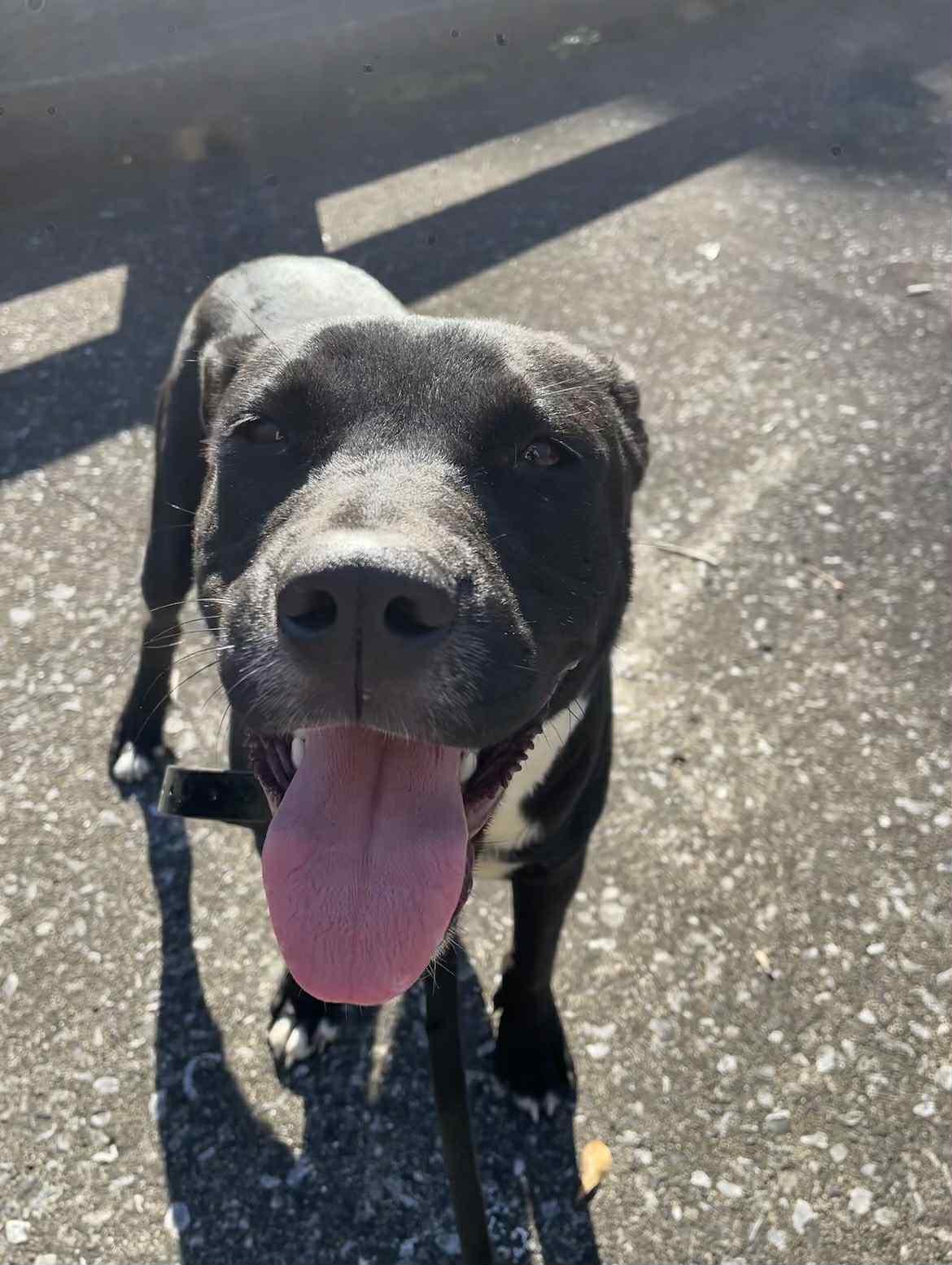 Enlarge Eddy, a Adoptable mixed breed in Warner, NH image 3/6