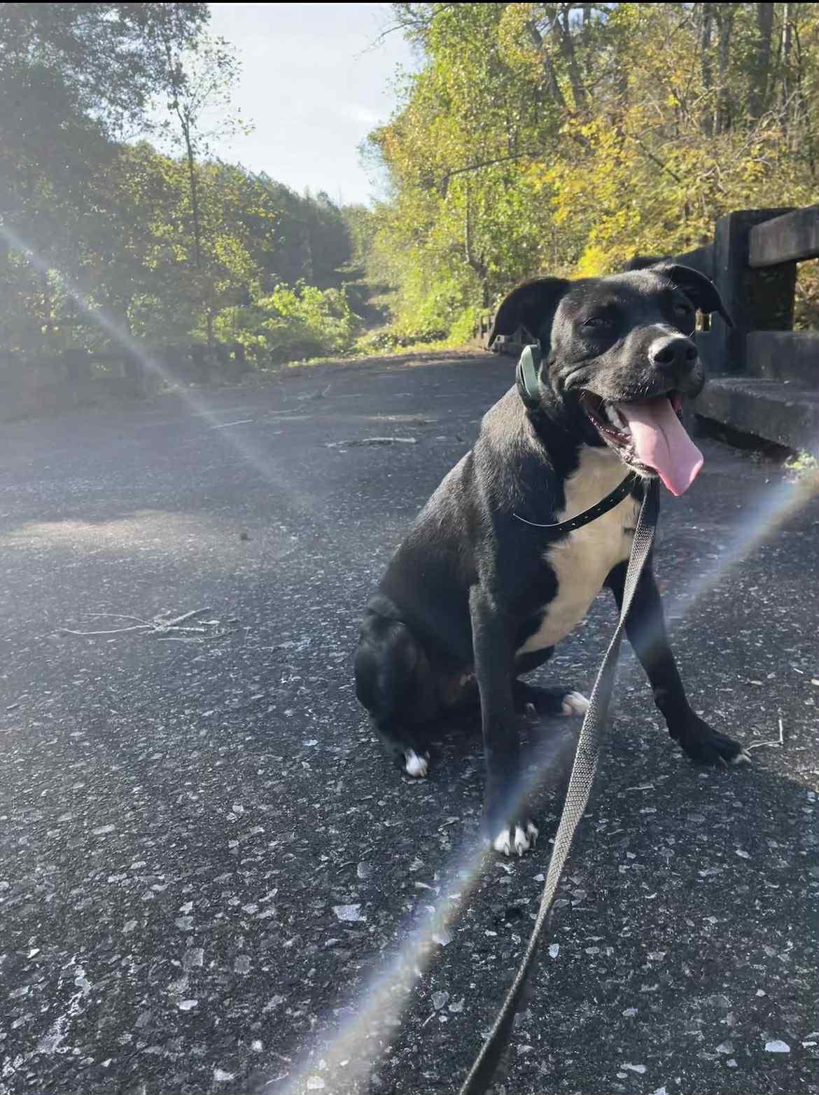 Enlarge Eddy, a Adoptable mixed breed in Warner, NH image 4/6