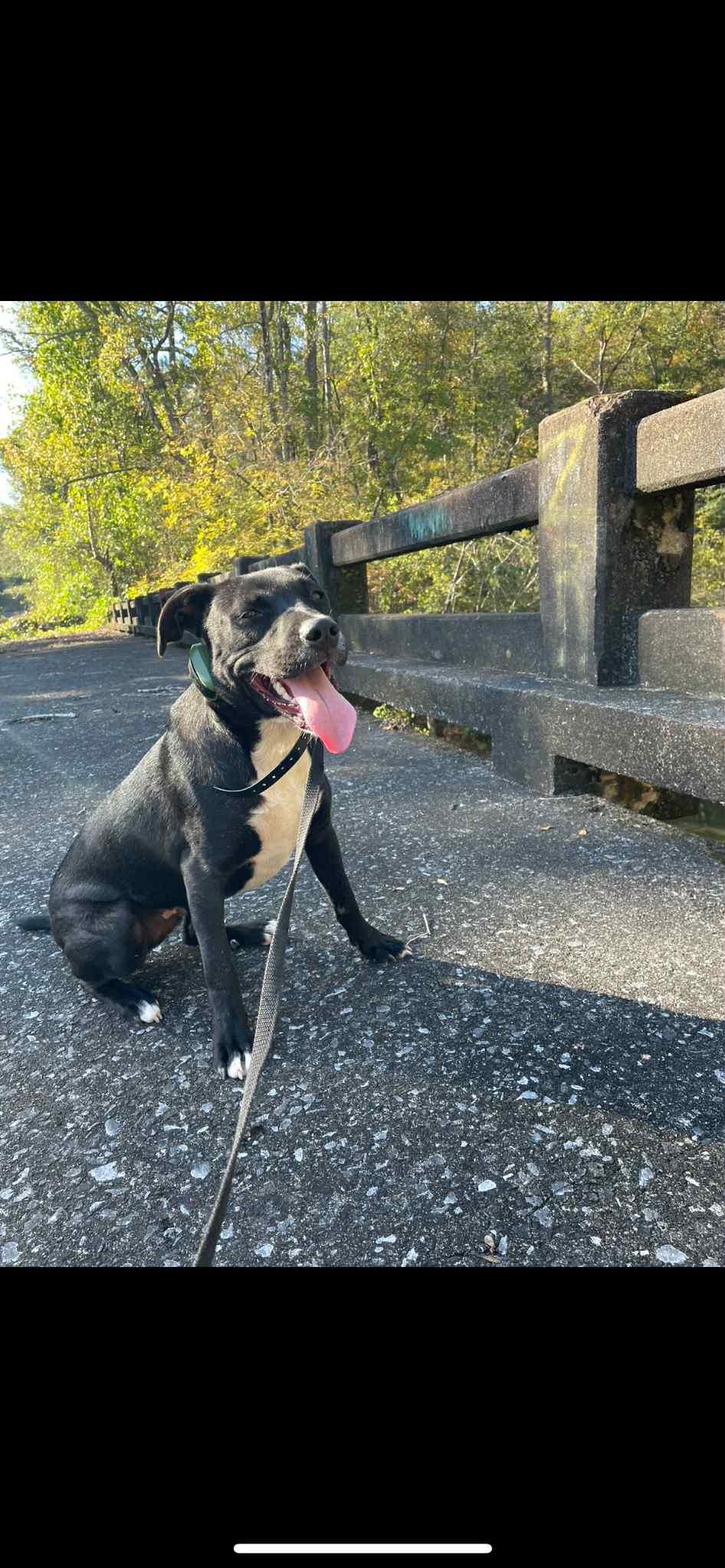 Enlarge Eddy, a Adoptable mixed breed in Warner, NH image 5/6