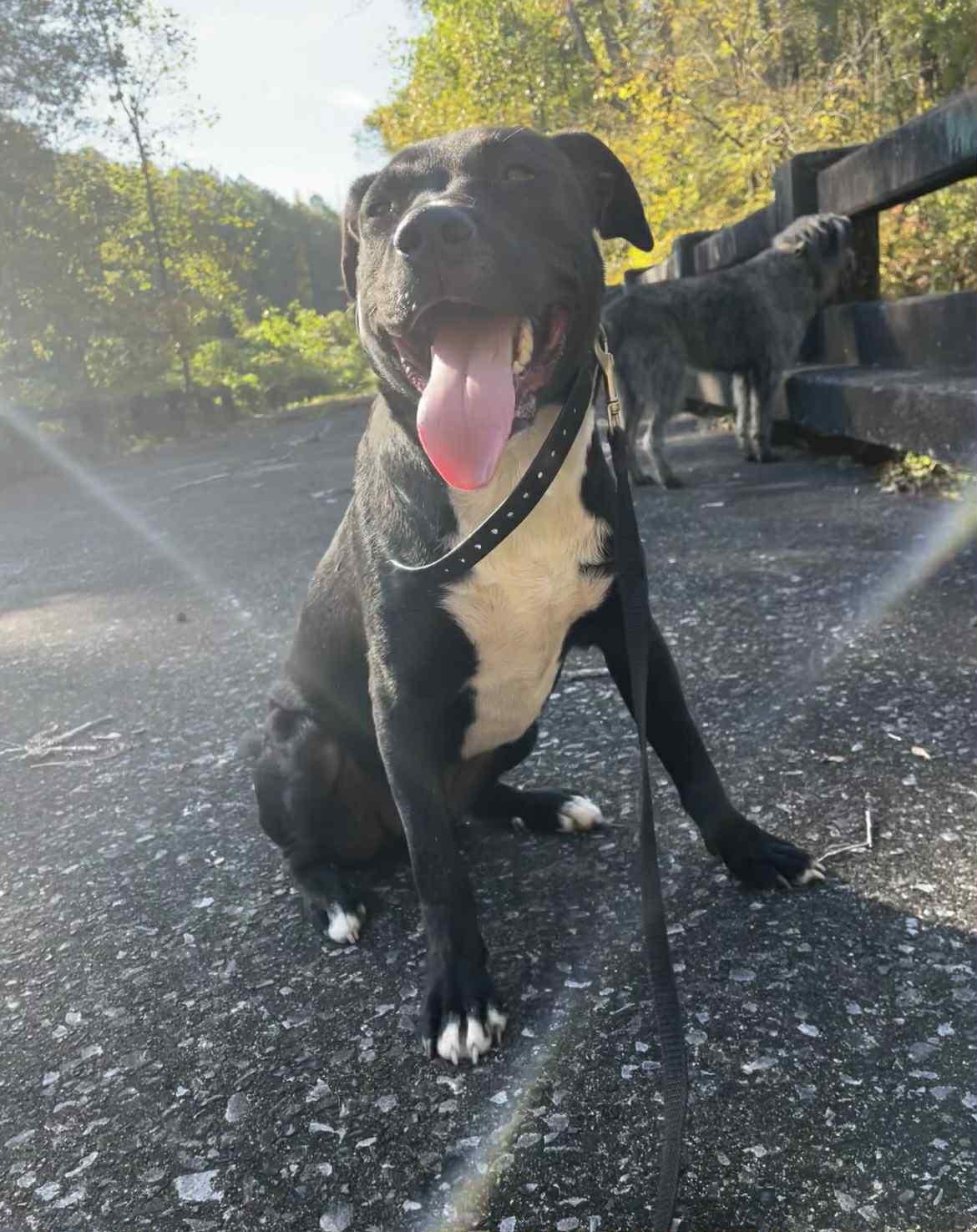 Enlarge Eddy, a Adoptable mixed breed in Warner, NH image 6/6