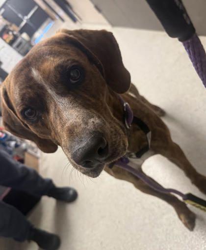 Enlarge Diesel, a ADOPTABLE mixed breed in Hamilton, MT image 3/4