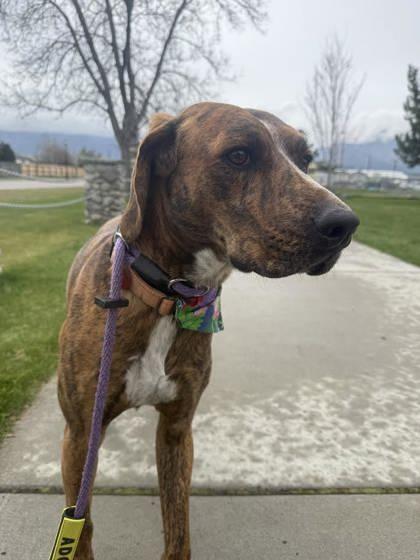 Enlarge Diesel, a ADOPTABLE mixed breed in Hamilton, MT image 1/4