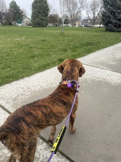 Enlarge Diesel, a ADOPTABLE mixed breed in Hamilton, MT image 2/4