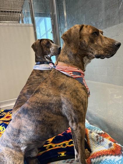 Enlarge Diesel, a ADOPTABLE mixed breed in Hamilton, MT image 4/4