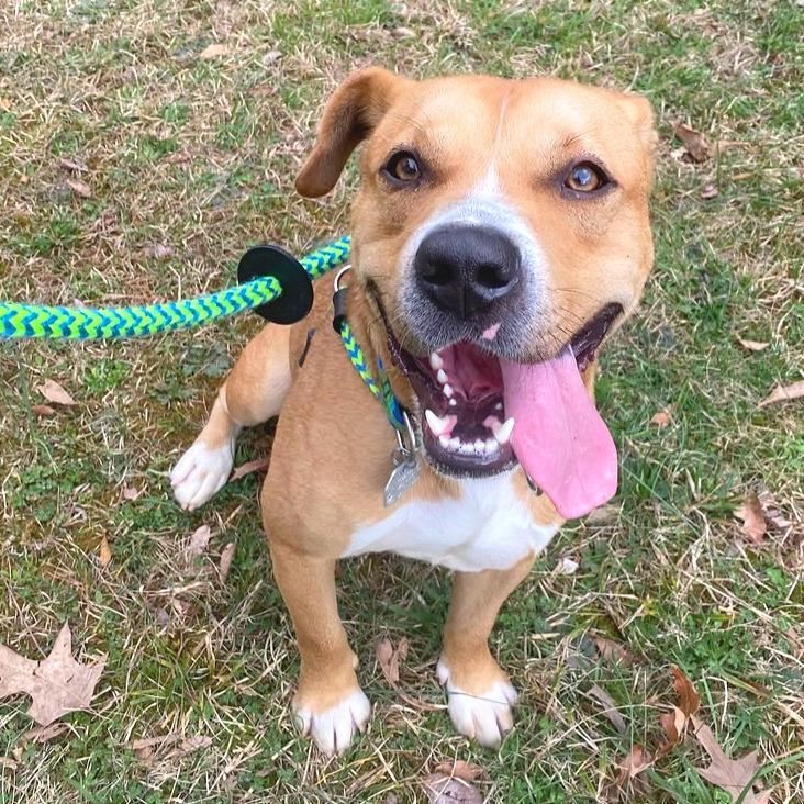 Tralalero Tralala (or Henry)