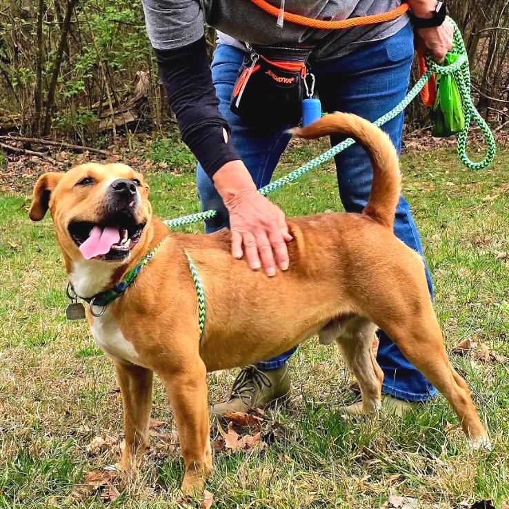 Tralalero Tralala (or Henry) — thumbnail 3