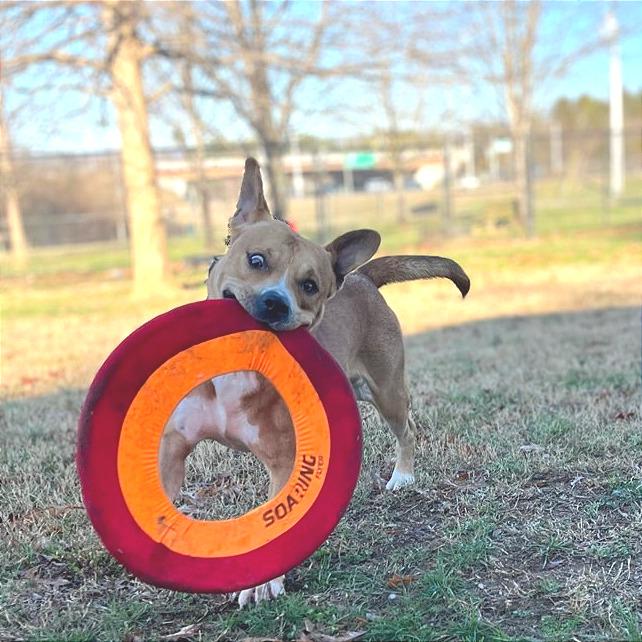 Tralalero Tralala (or Henry) — thumbnail 4