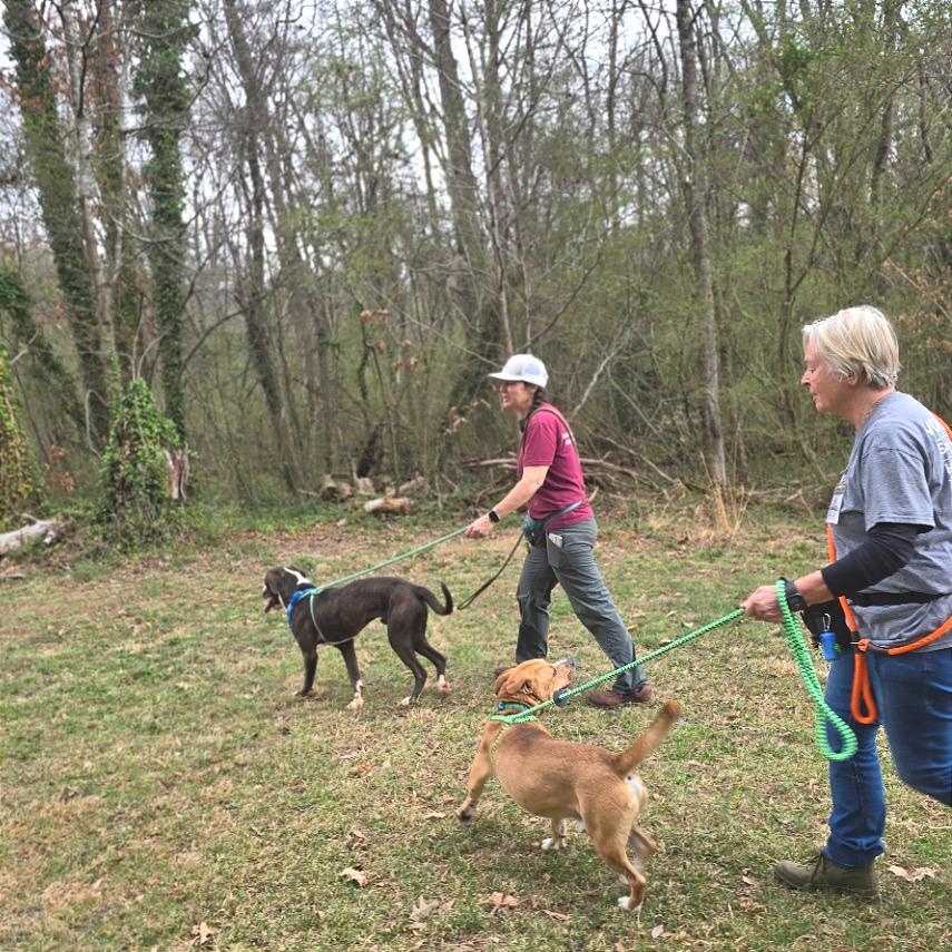 Tralalero Tralala (or Henry) — thumbnail 5