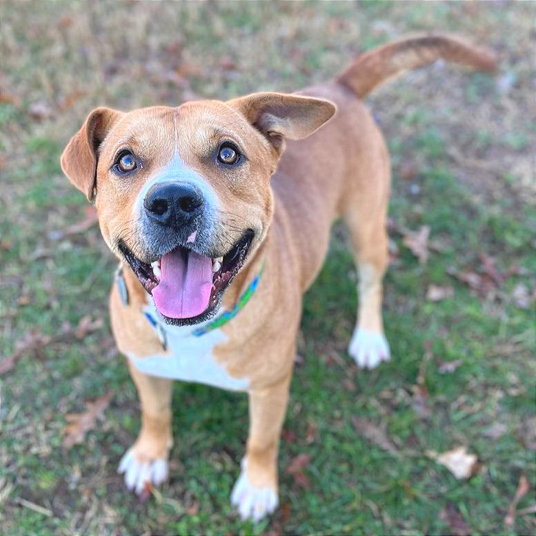 Tralalero Tralala (or Henry) — thumbnail 6