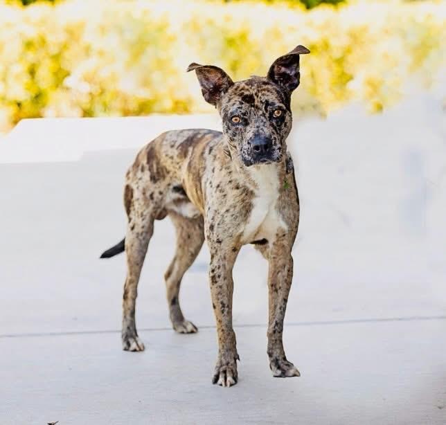 Blue Jay, adopted, Adult Male Mixed Breed.