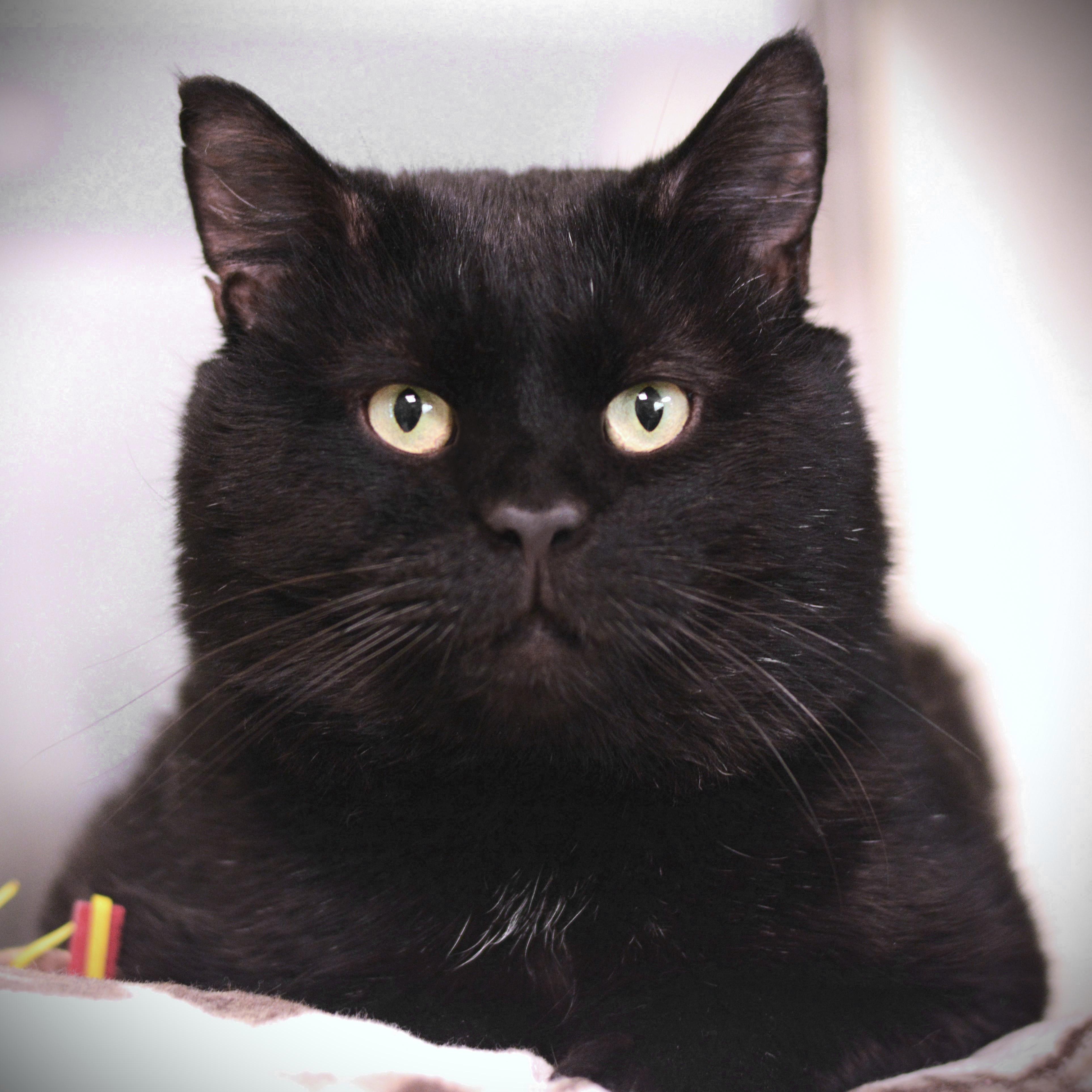 Enlarge Jeta, a ADOPTABLE Domestic Short Hair in Amsterdam, NY image 1/1