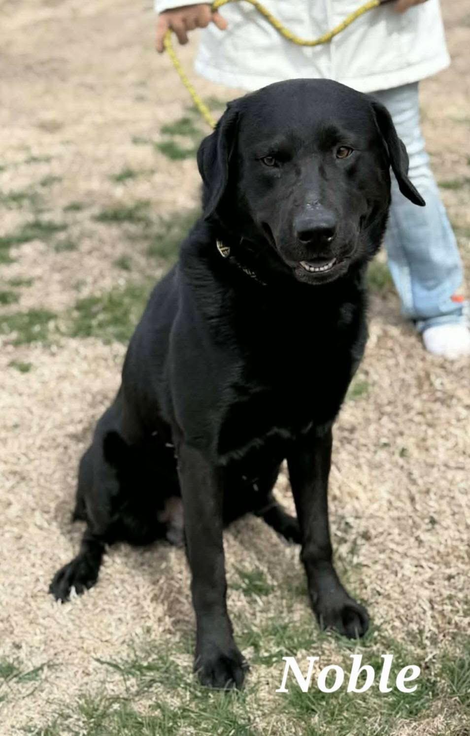 Enlarge Noble, a ADOPTABLE Black Labrador Retriever in Covington, TN image 4/4
