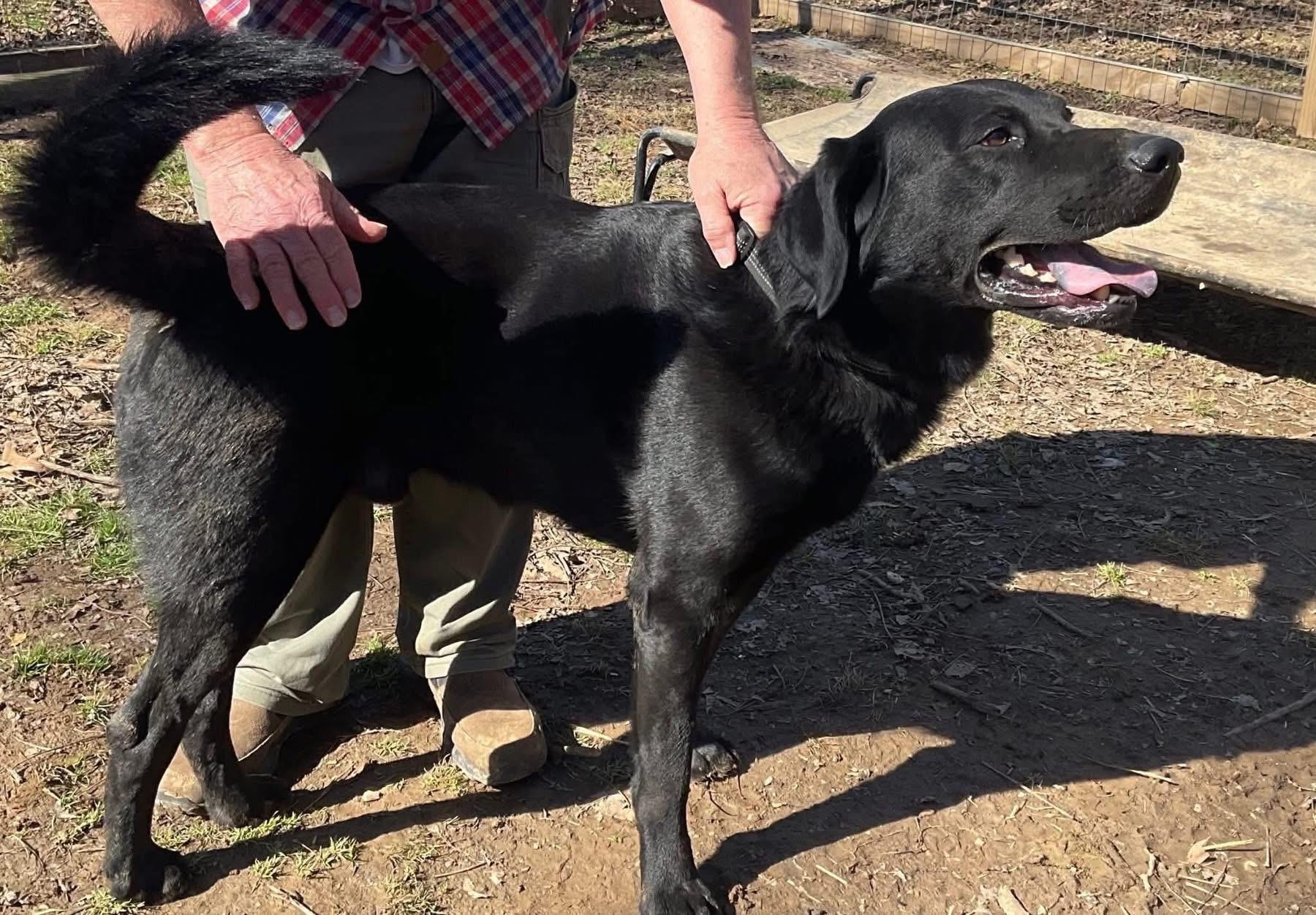 Enlarge Noble, a ADOPTABLE Black Labrador Retriever in Covington, TN image 2/4