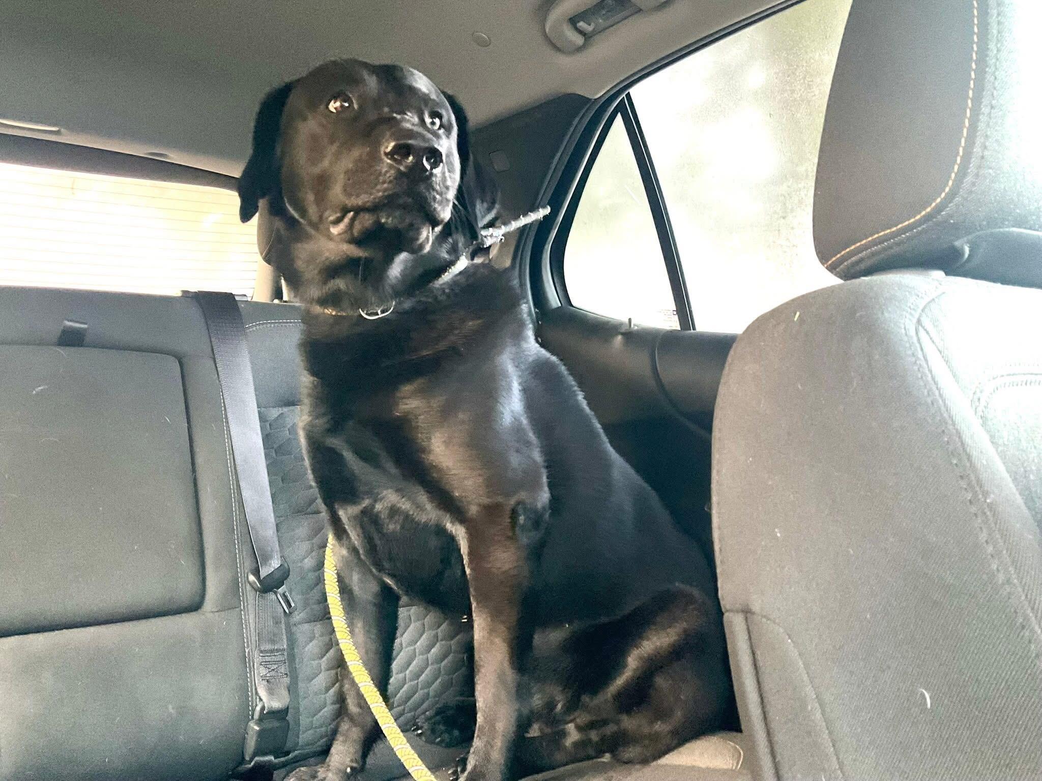 Enlarge Noble, a ADOPTABLE Black Labrador Retriever in Covington, TN image 3/4