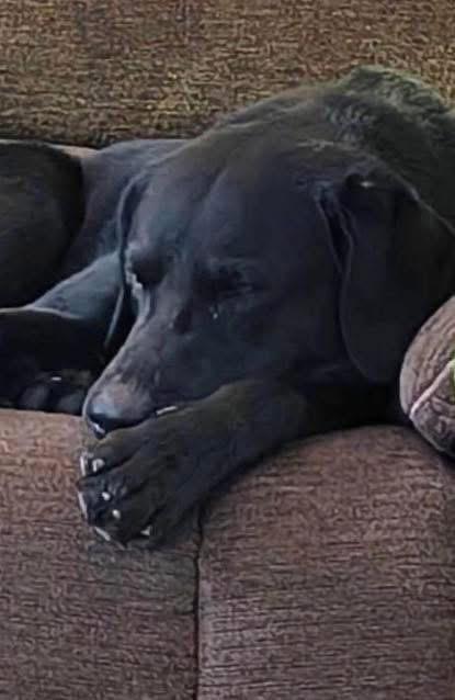 Noble, ADOPTABLE, Young Male Black Labrador Retriever.