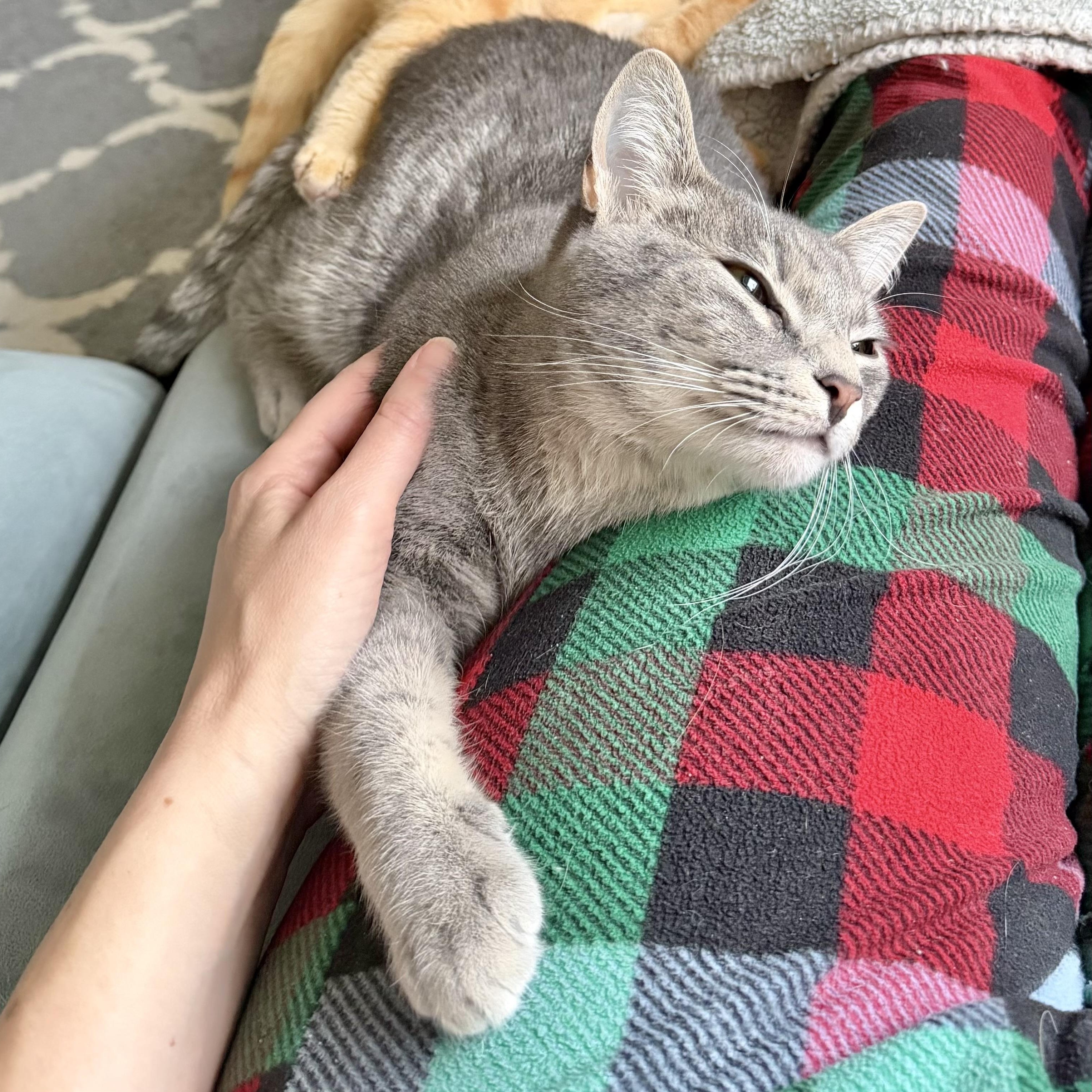 Toast (affectionate and gentle), an adopted Domestic Short Hair in Rock Hill, SC image 1/6