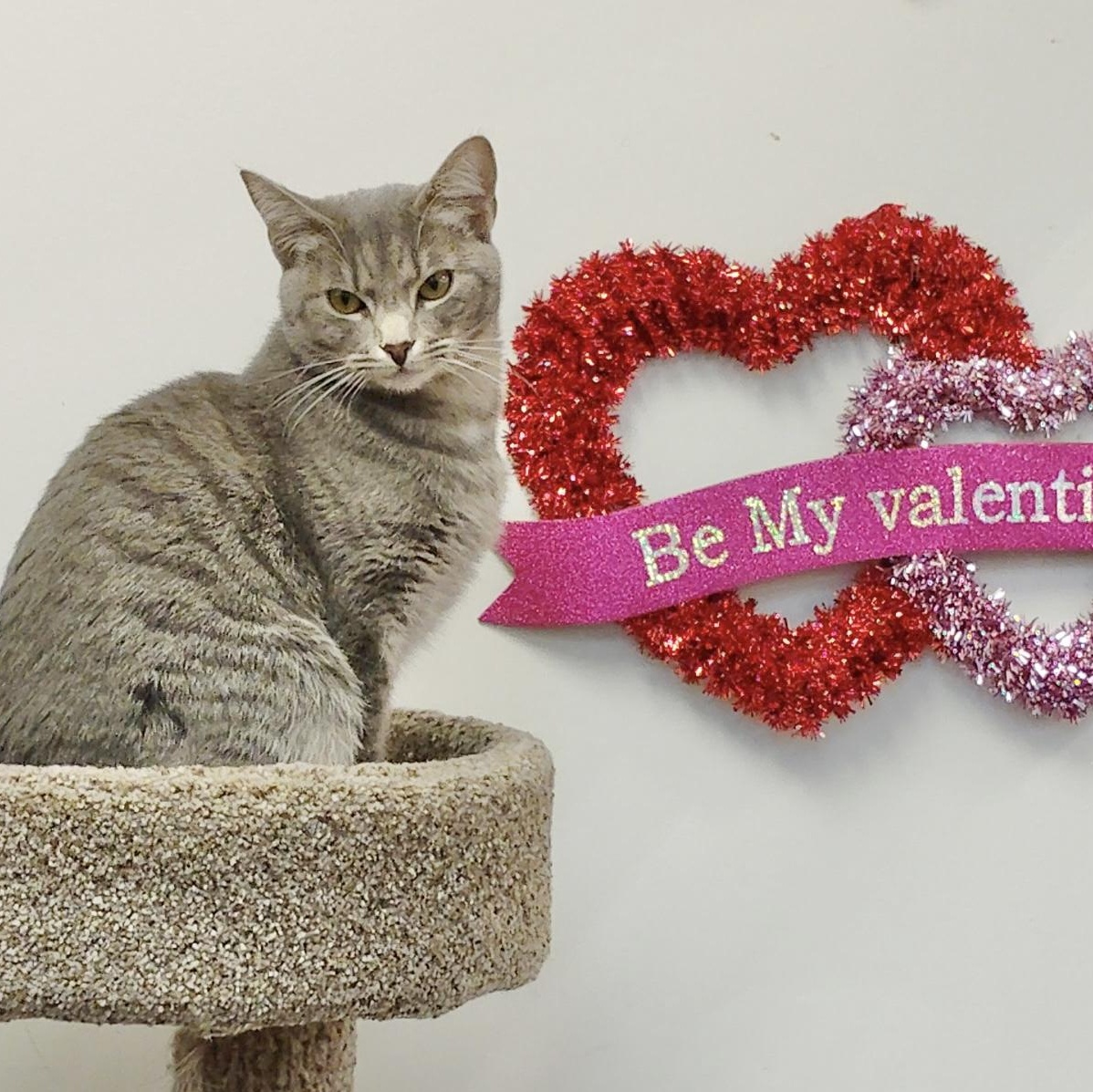 Toast (affectionate and gentle), an adopted Domestic Short Hair in Rock Hill, SC image 2/6