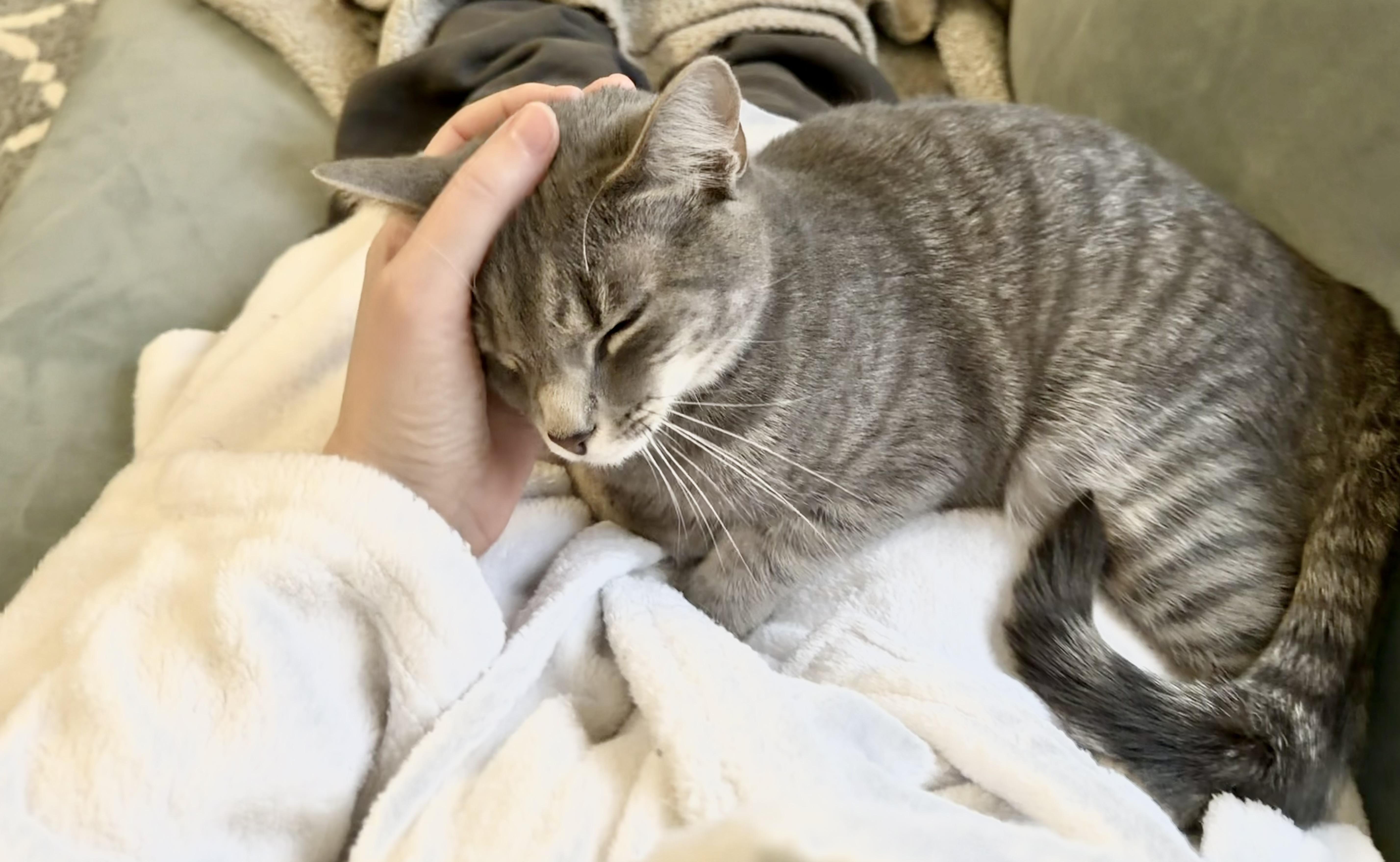 Toast (affectionate and gentle), an adopted Domestic Short Hair in Rock Hill, SC image 4/6