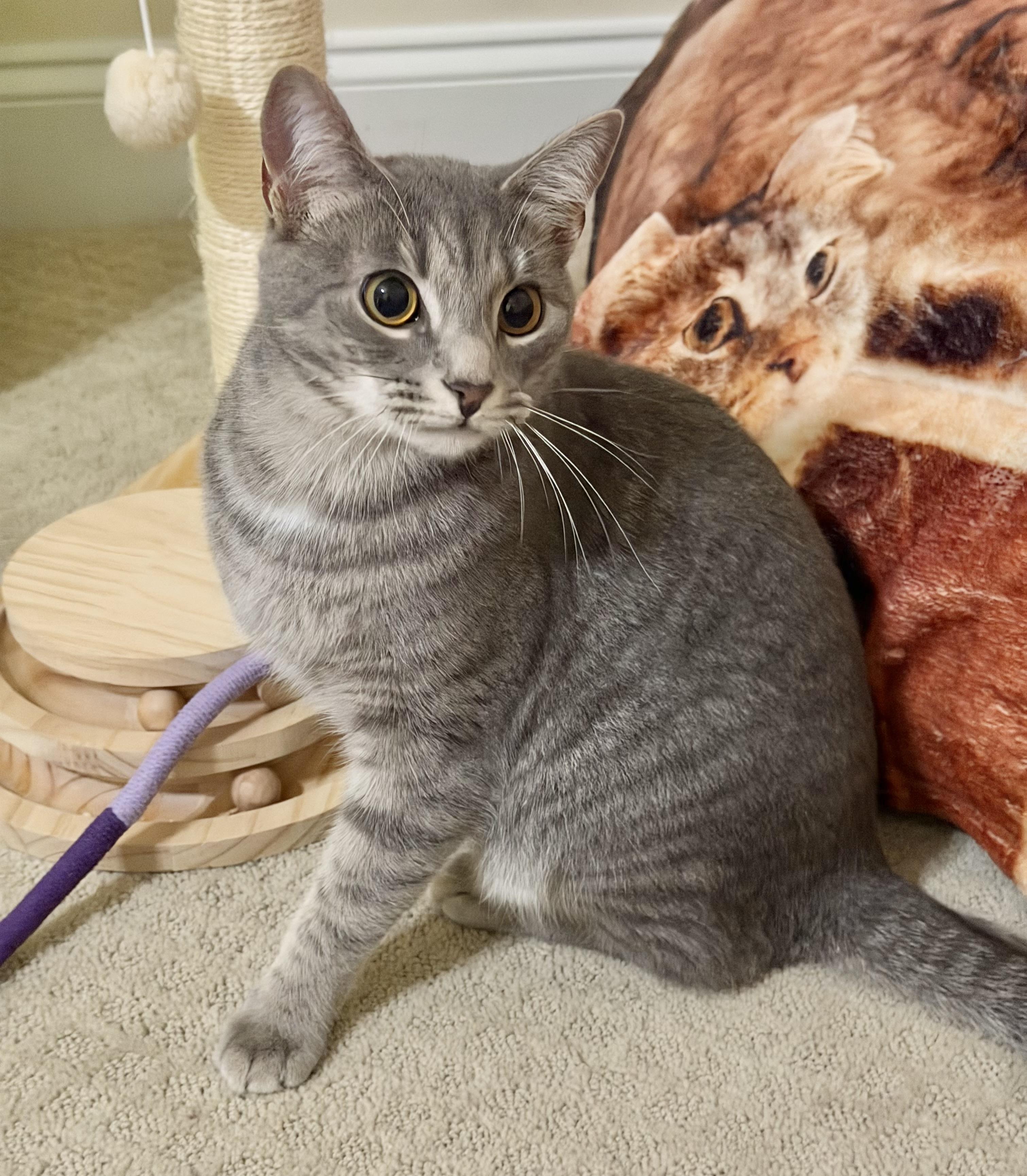 Toast (affectionate and gentle), an adopted Domestic Short Hair in Rock Hill, SC image 3/6