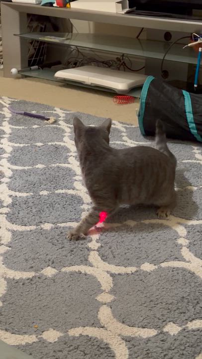 Enlarge Toast (affectionate and gentle), an adopted Domestic Short Hair in Rock Hill, SC video 6/6