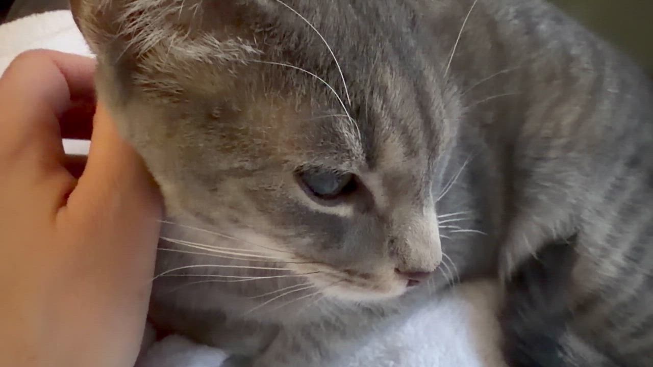 Enlarge Toast (affectionate and gentle), an adopted Domestic Short Hair in Rock Hill, SC video 5/6