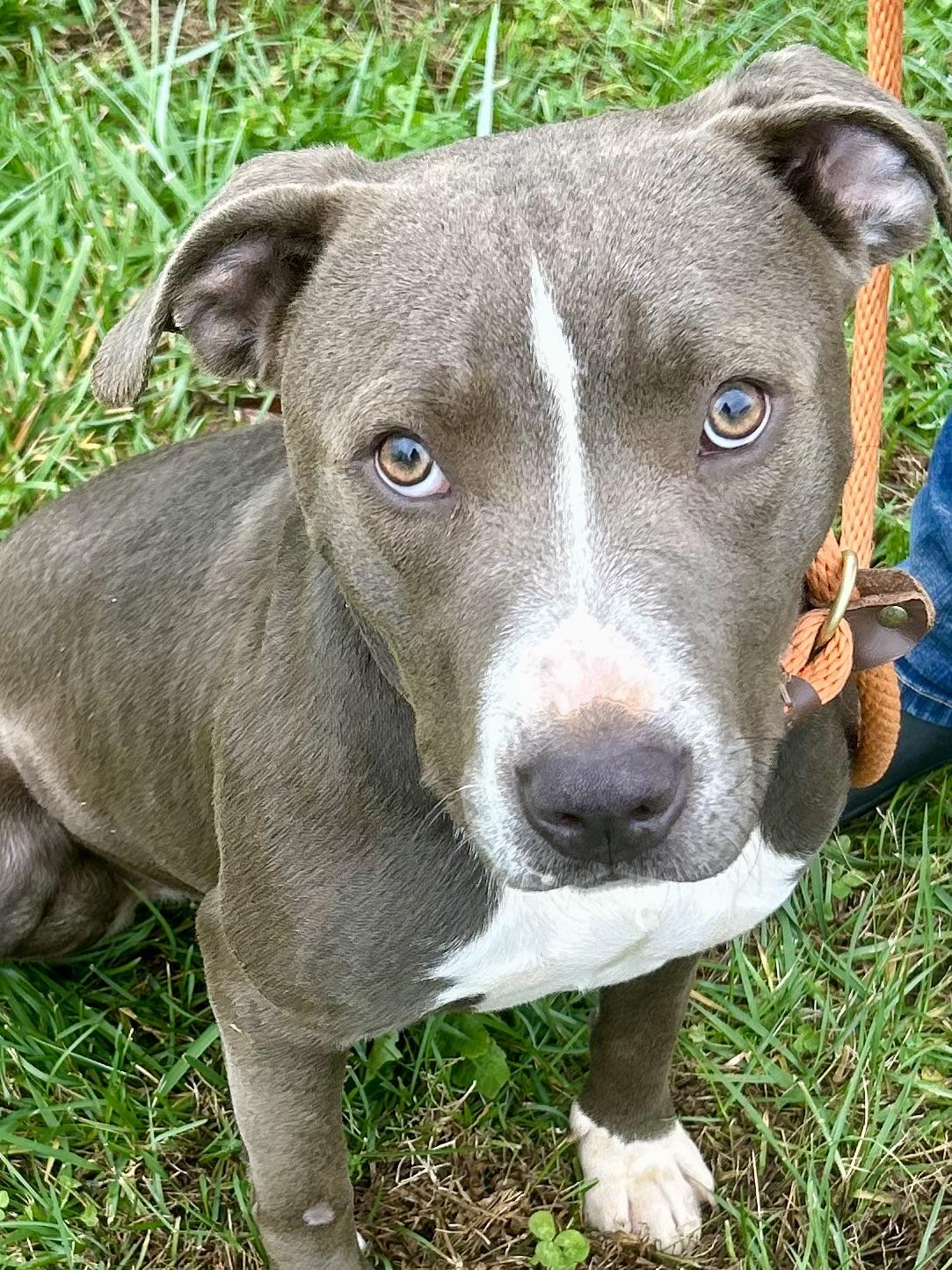 Silvin, a Adoptable Mixed Breed in Franklin, KY image 1/6