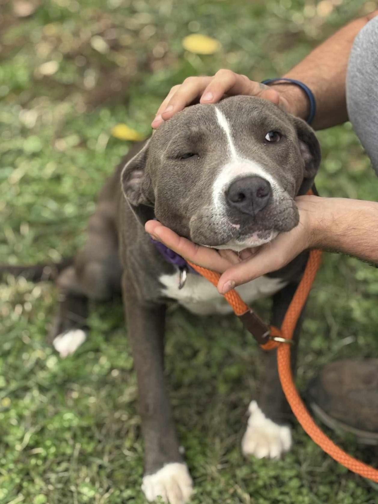 Silvin, a Adoptable Mixed Breed in Franklin, KY image 6/6