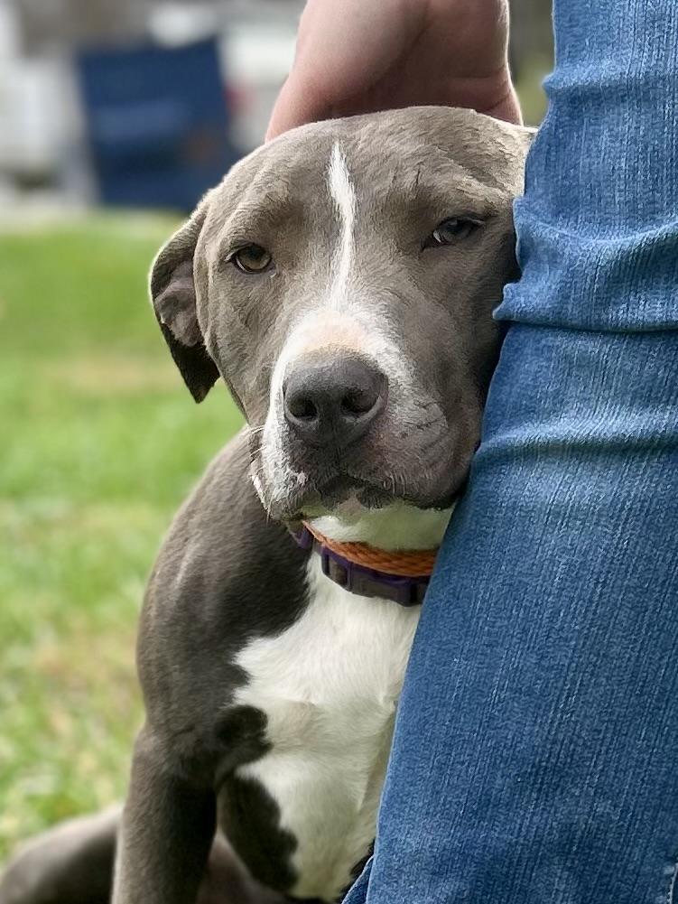 Silvin, a Adoptable Mixed Breed in Franklin, KY image 2/6