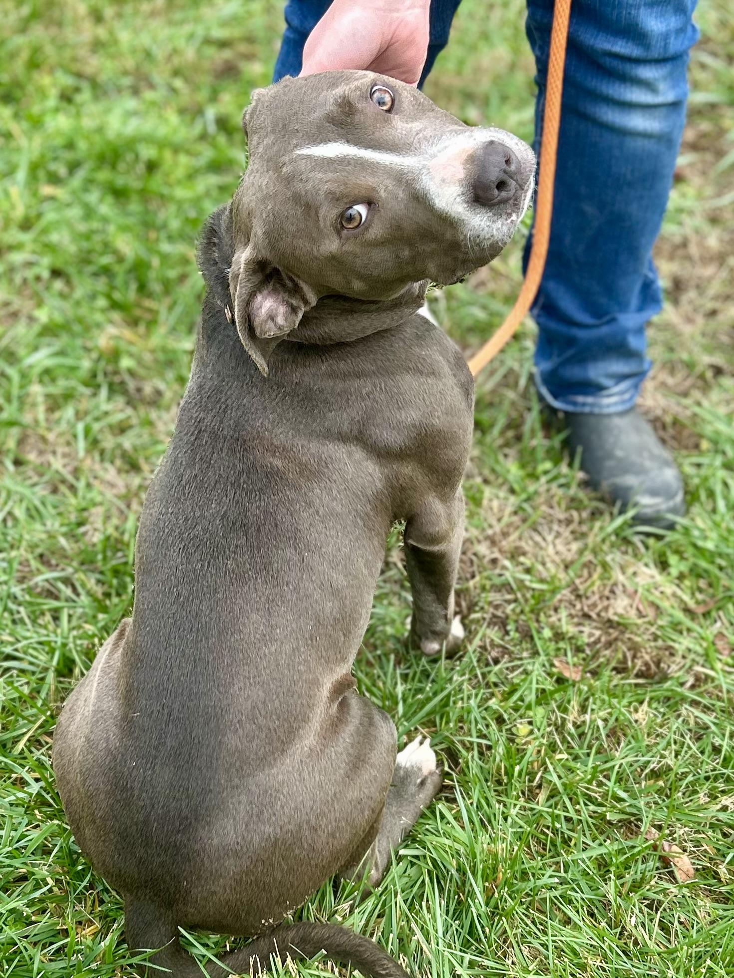 Silvin, a Adoptable Mixed Breed in Franklin, KY image 3/6