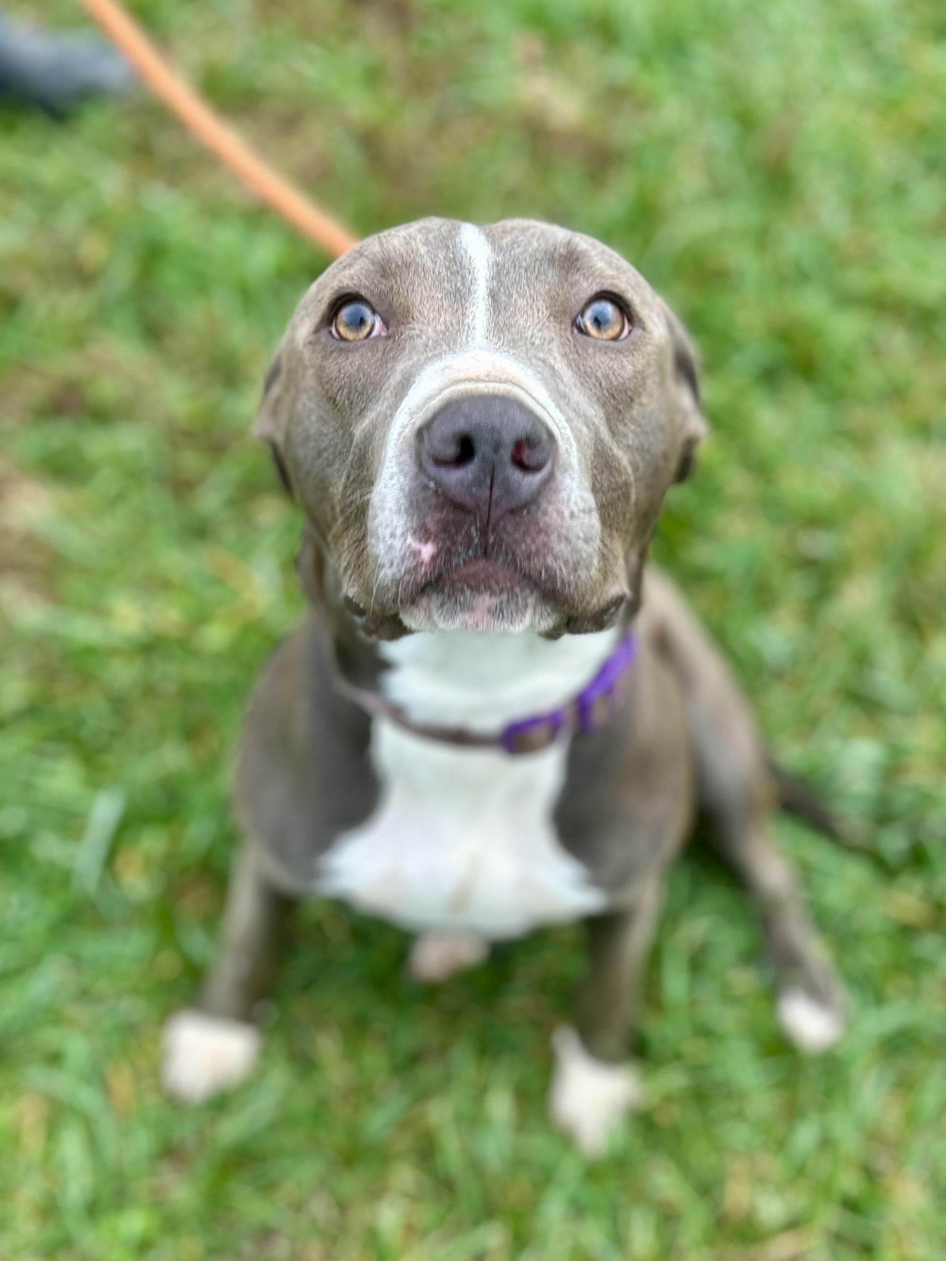 Silvin, a Adoptable Mixed Breed in Franklin, KY image 4/6