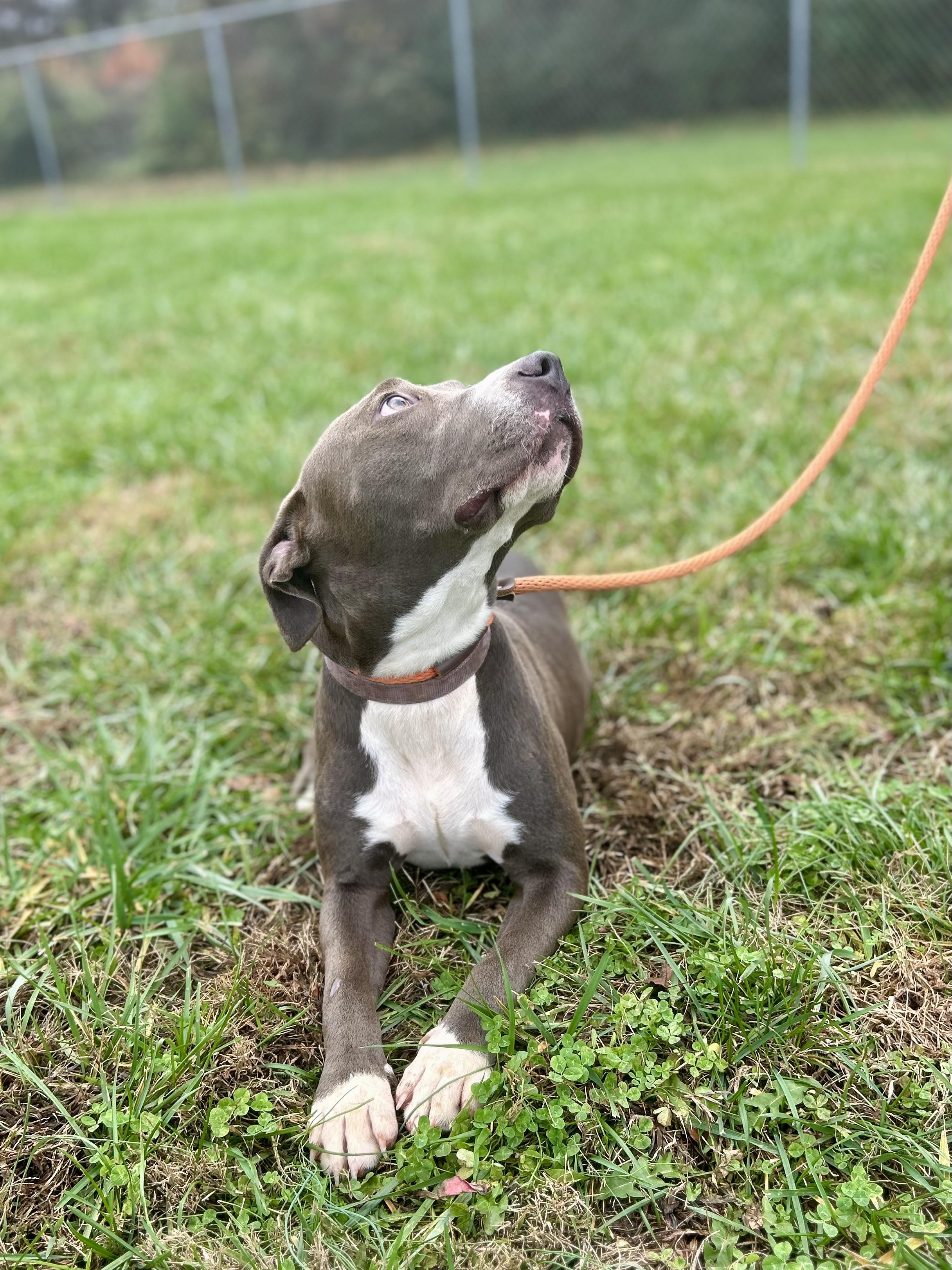 Silvin, a Adoptable Mixed Breed in Franklin, KY image 5/6