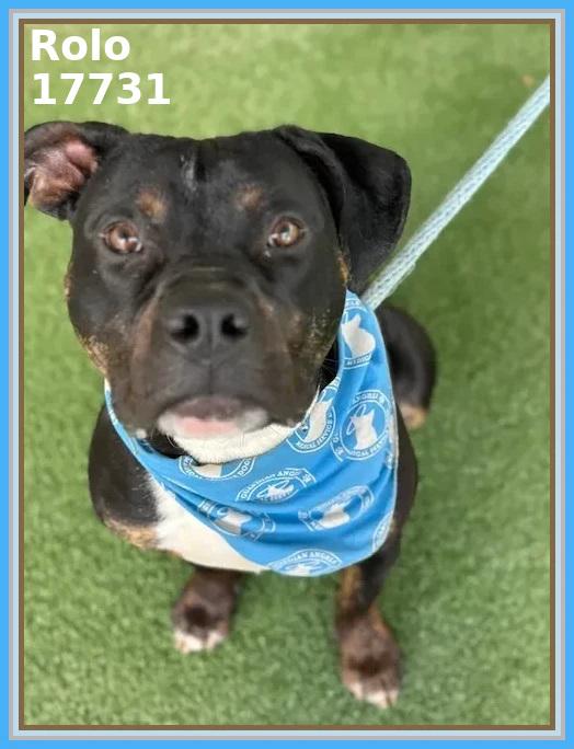 Enlarge ROLO, a ADOPTABLE mixed breed in Marietta, GA image 6/6