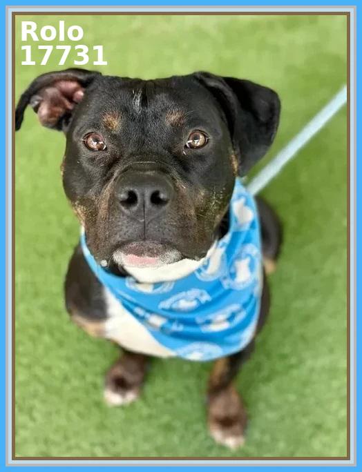 Enlarge ROLO, a ADOPTABLE mixed breed in Marietta, GA image 5/6