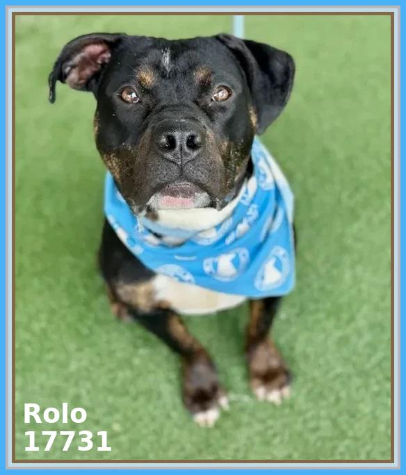 Enlarge ROLO, a ADOPTABLE mixed breed in Marietta, GA image 2/6