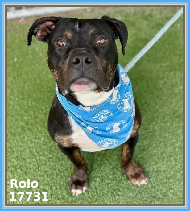 Enlarge ROLO, a ADOPTABLE mixed breed in Marietta, GA image 3/6