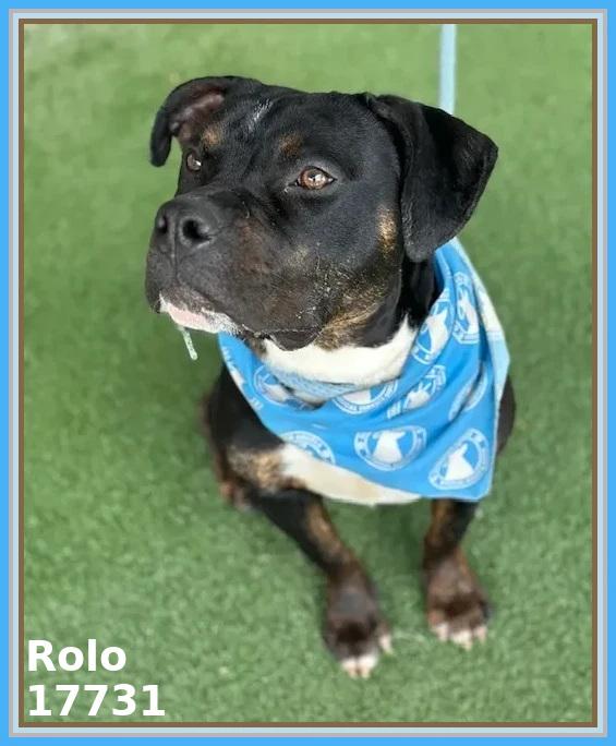 Enlarge ROLO, a ADOPTABLE mixed breed in Marietta, GA image 4/6