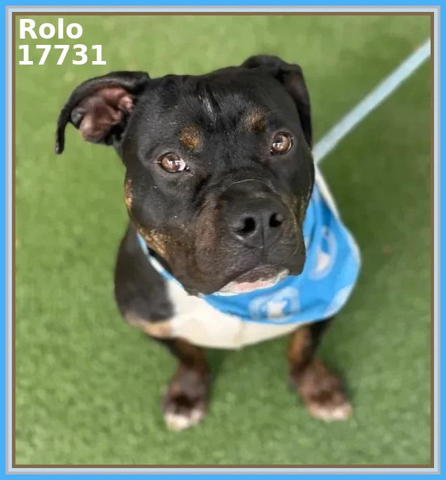 Enlarge ROLO, a ADOPTABLE mixed breed in Marietta, GA image 1/6