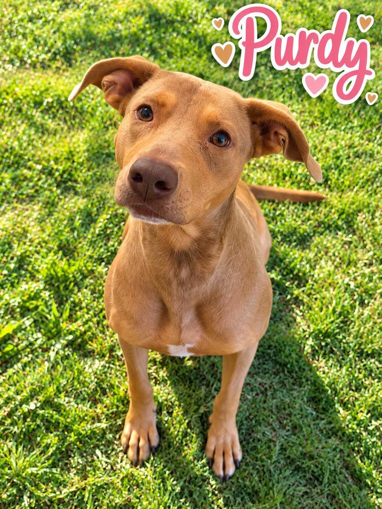 Enlarge Purdy, a Adoptable mixed breed in Livingston, LA image 1/2