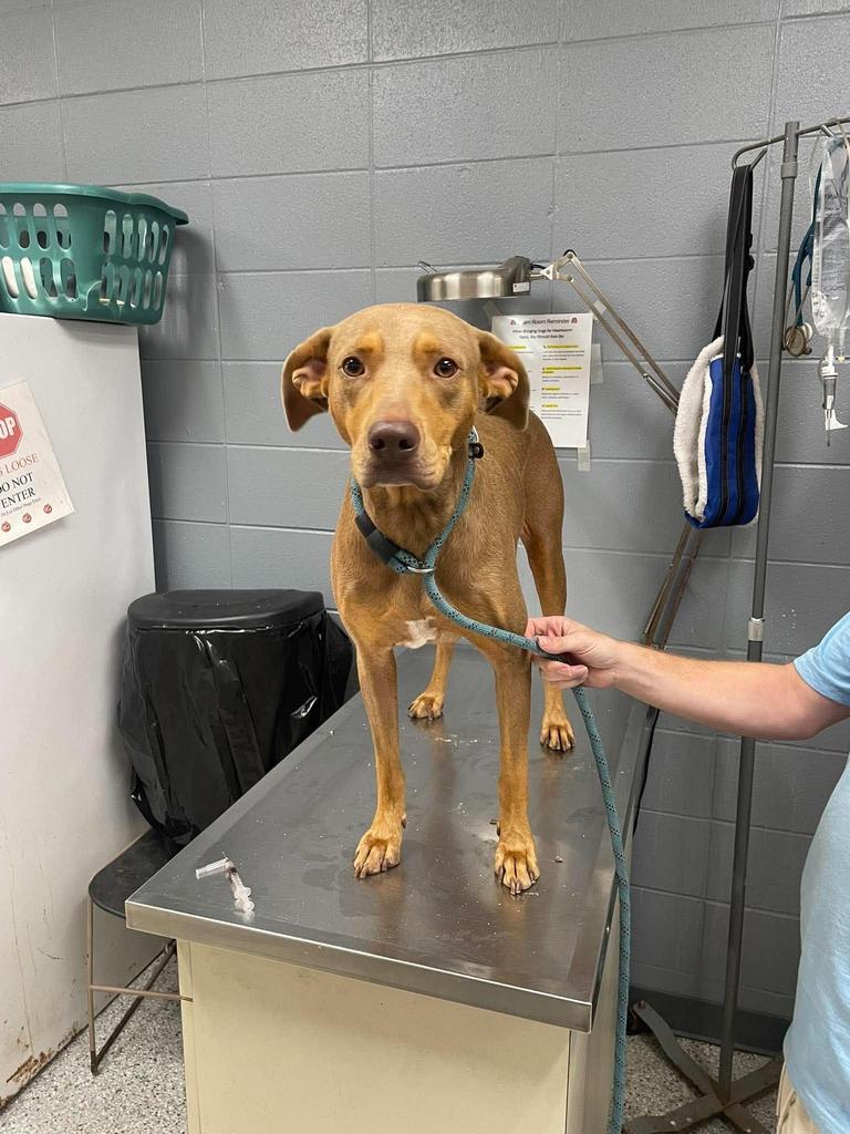 Enlarge Purdy, a Adoptable mixed breed in Livingston, LA image 2/2