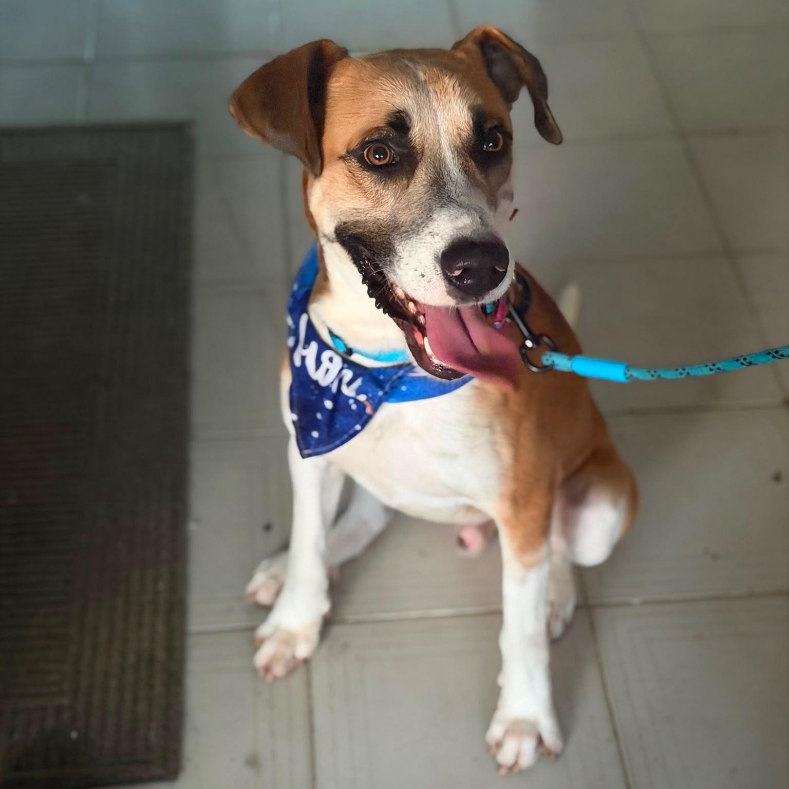 Enlarge Louis - The Big Playful Lovebug, a Adoptable mixed breed in Clearwater, FL image 1/6