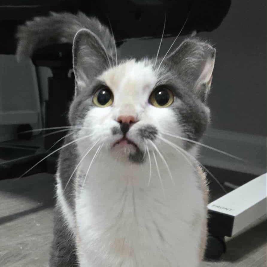 Sandy, Adoptable, Adult Female Domestic Short Hair.