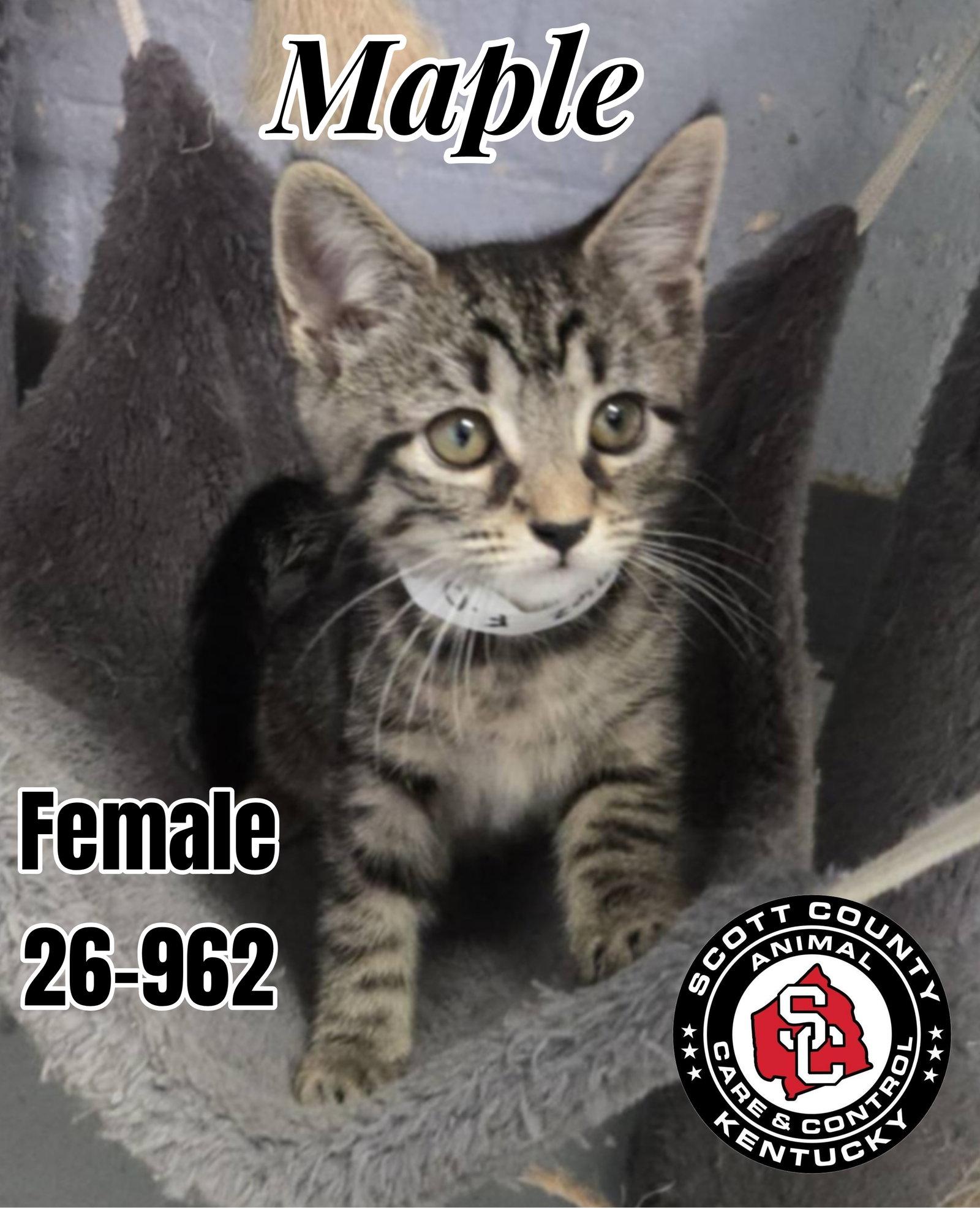 Maple, Adoptable, Kitten Female Domestic Short Hair.