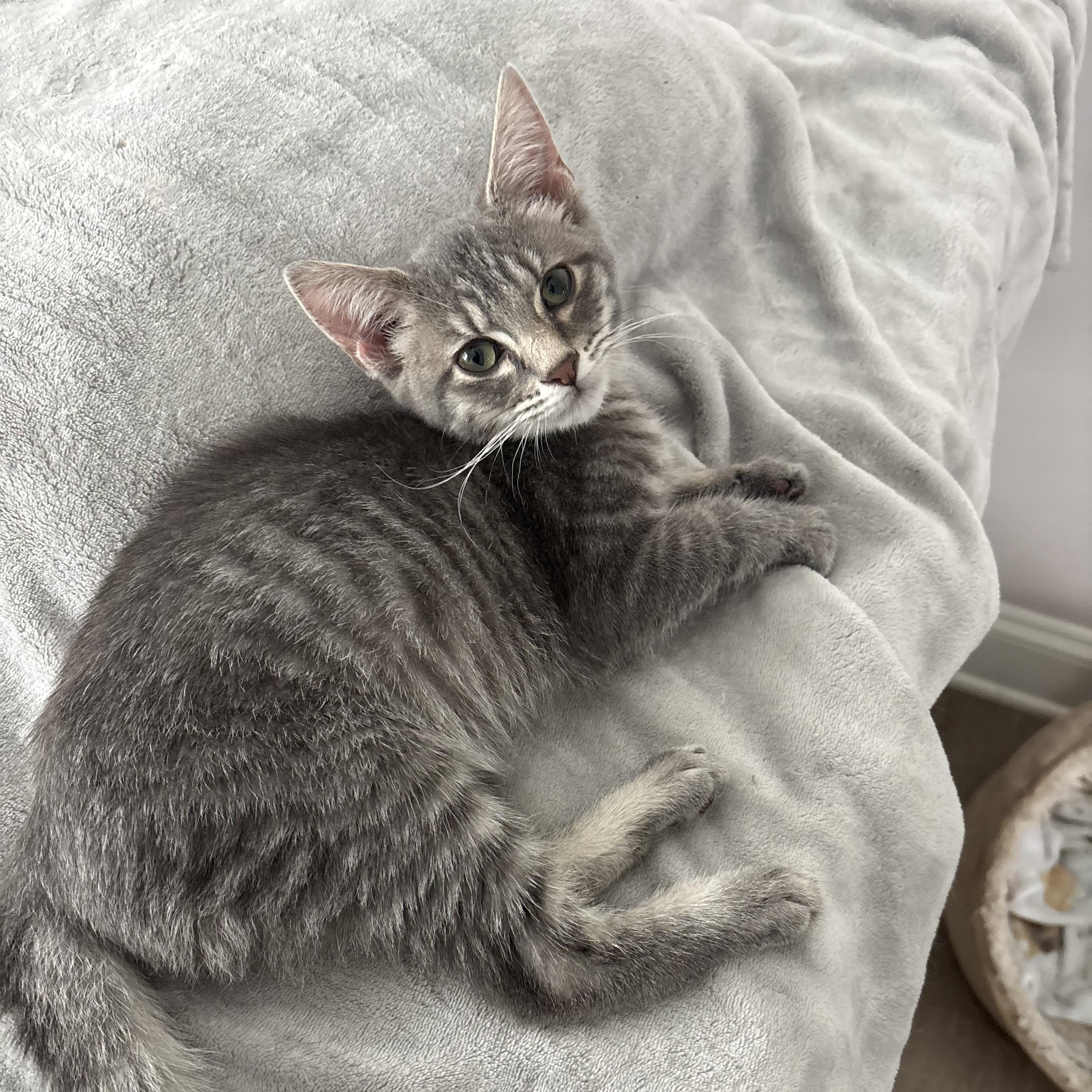 Mimo, ADOPTABLE, Young Female Domestic Short Hair.