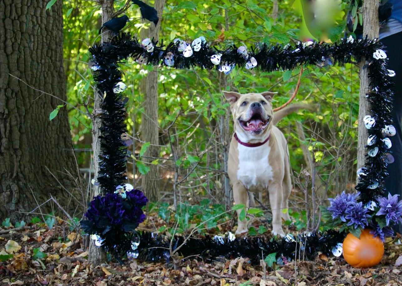 Rodney, a Adoptable mixed breed in Wantagh, NY image 1/3